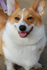 ť��������