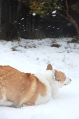 �⤰�����