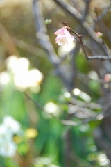 �ڱ��ȿ���