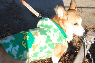 �ǥ�����������