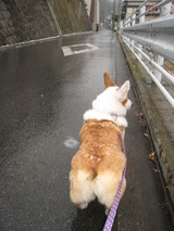 ���åĻ���