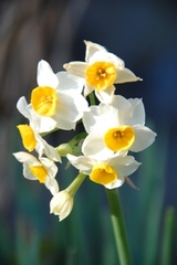 �������̯��