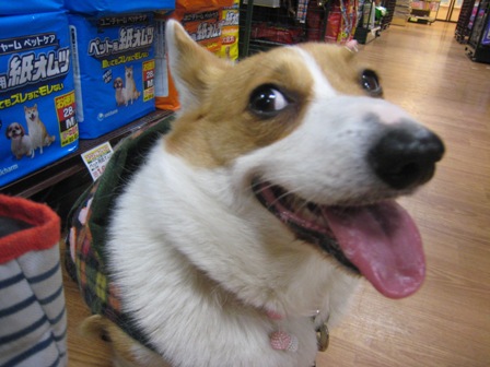 �ڤ����͡���