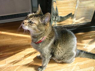 ���ˤ㤿��