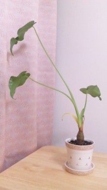 *桃の宝石箱*-110624_2326~01.jpg
