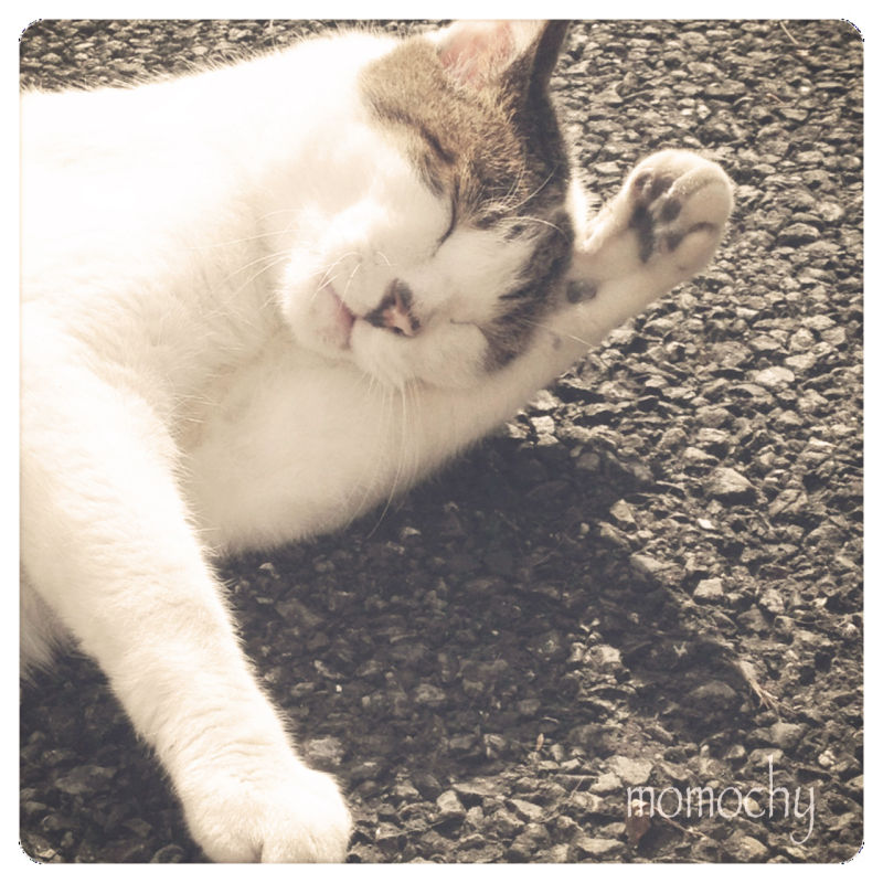 *桃の宝石箱*