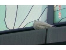 *桃の宝石箱*