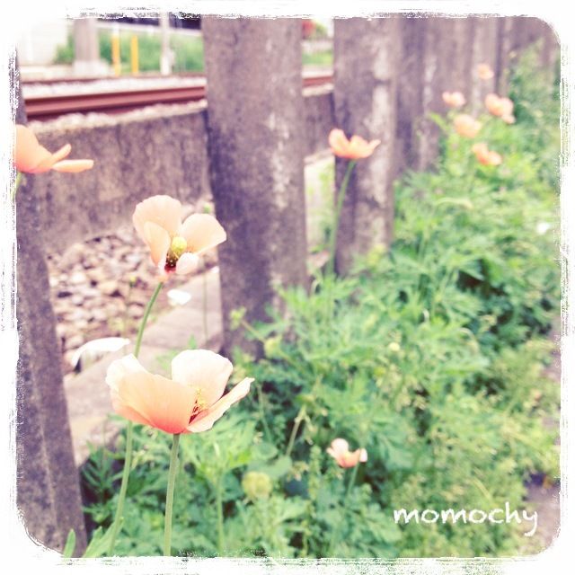 *桃の宝石箱*