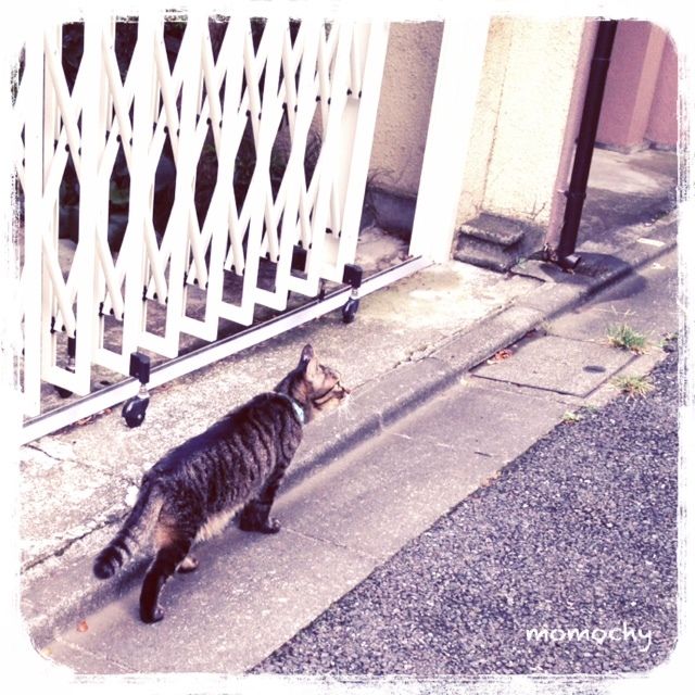 *桃の宝石箱*