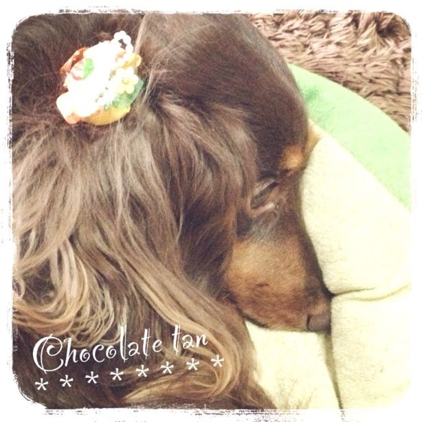 チョコタンサークル作りました。参加者募集中です＊