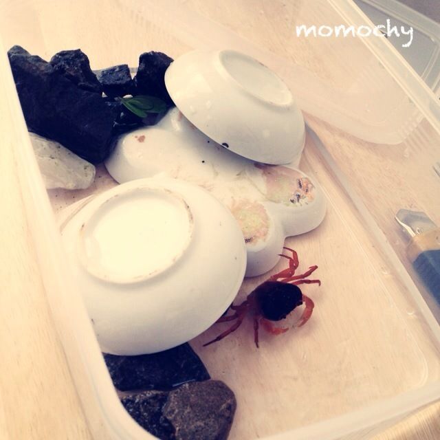 *桃の宝石箱*