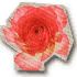 *桃の宝石箱*-グラフィック0913008.gif