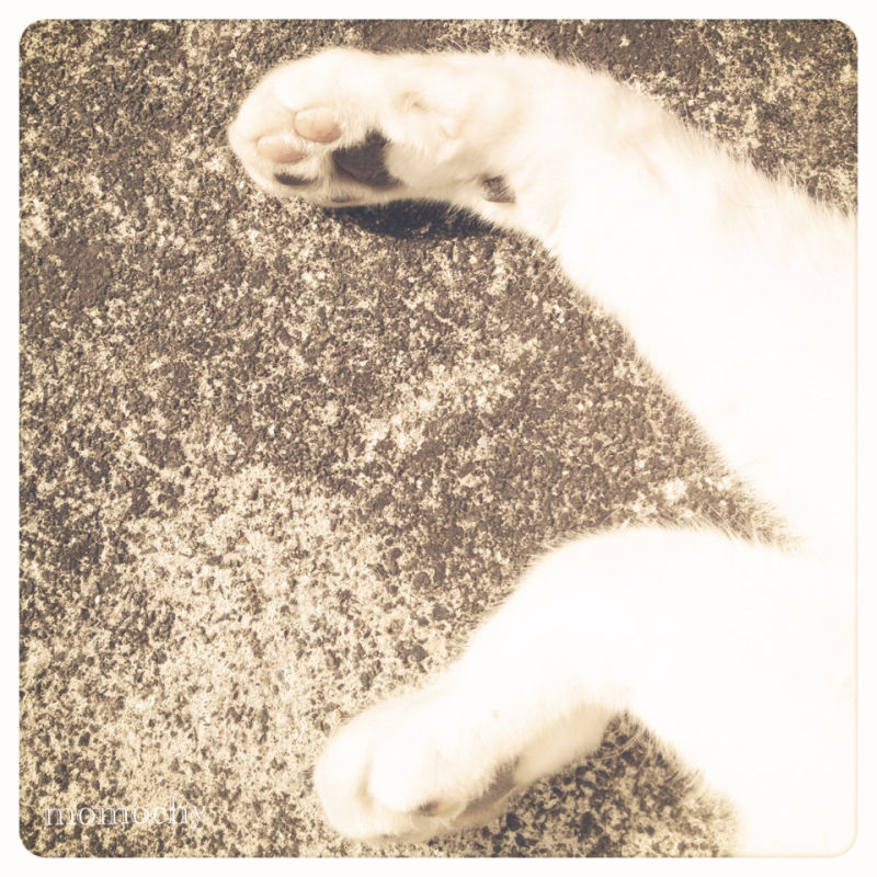 *桃の宝石箱*