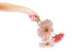 *桃の宝石箱*-ファイル0206.gif