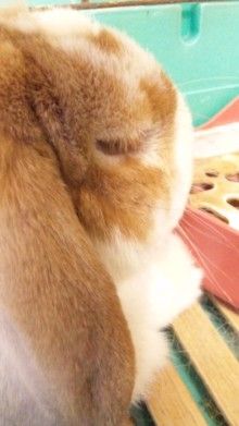 *桃の宝石箱*-110828_1801~04.jpg
