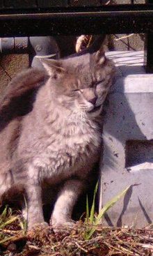 憎めない猫です