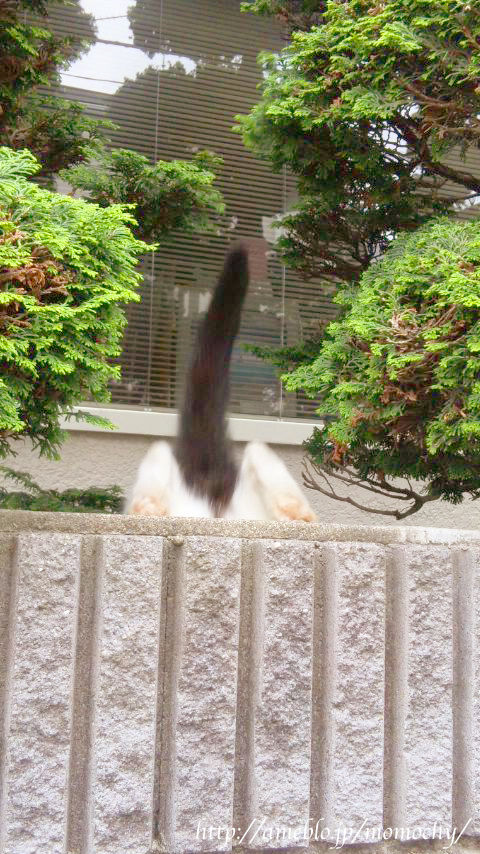 /><br /><br />最後に、学校に行く途中出会った猫さんの<br />塀から降り立つ瞬間のお写真です。<br />最近毎日猫さんに出会えるので私しあわせです<img alt=