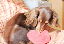 ＊桃の宝石箱＊