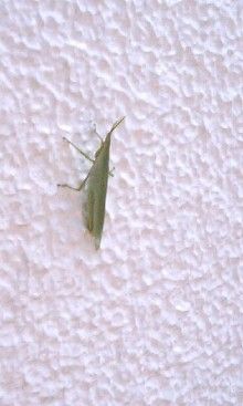 *桃の宝石箱*-090905_1211~0001.jpg