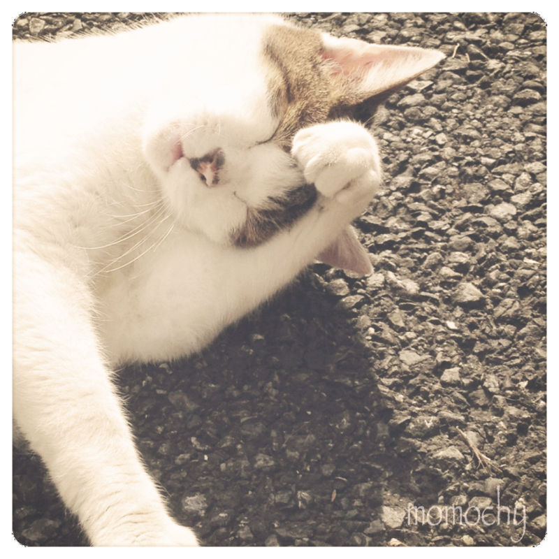 *桃の宝石箱*