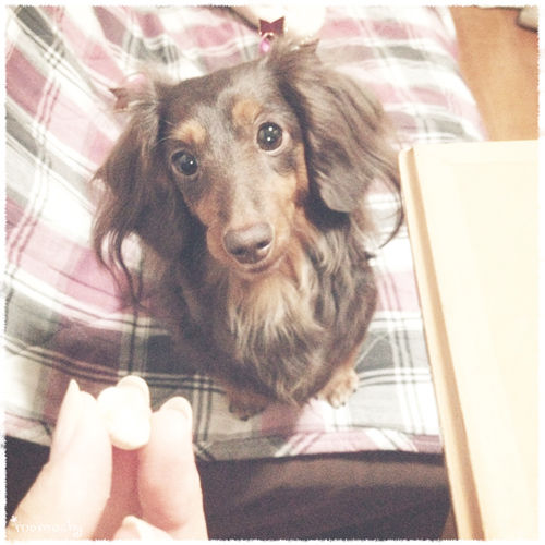 *桃の宝石箱*