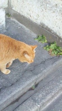 *桃の宝石箱*
