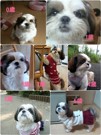 ももちゃん １４歳 もも日和