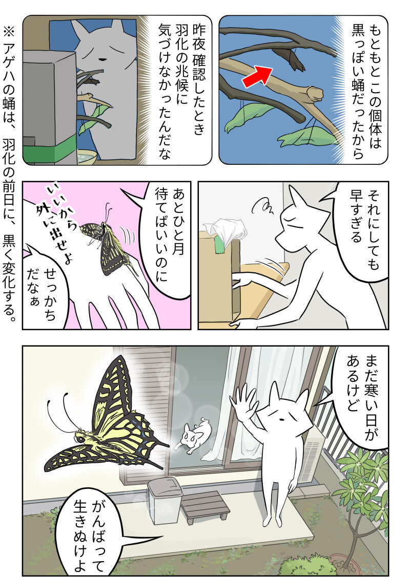 虫 越冬蛹が早くも羽化 21年 ももえの母のいぬむし生活