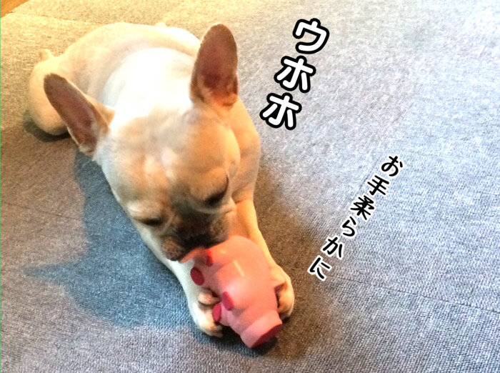 私がゴム製の犬のおもちゃを買わなくなった理由 ももえの母のいぬむし生活