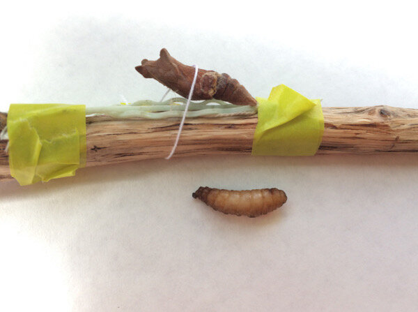 虫 保護したアゲハが寄生されていた ももえの母のいぬむし生活