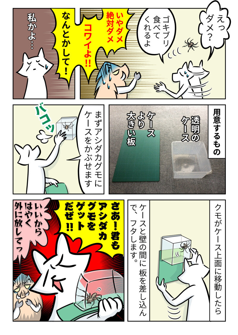 虫 アシダカグモの捕まえ方 ももえの母のいぬむし生活