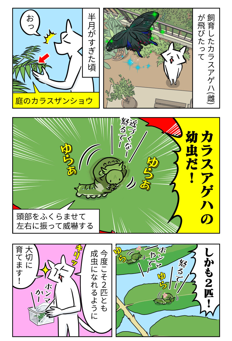 虫 カラスアゲハの幼虫が再来 ももえの母のいぬむし生活 虫 カラスアゲハの幼虫が再来 ももえの母のいぬむし生活