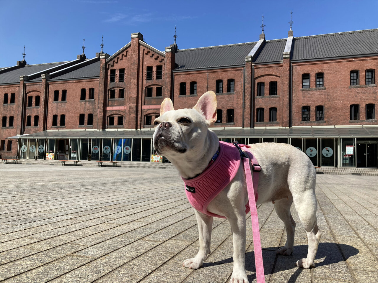 長編 急性腸炎になったももえ ももえの母のいぬむし生活