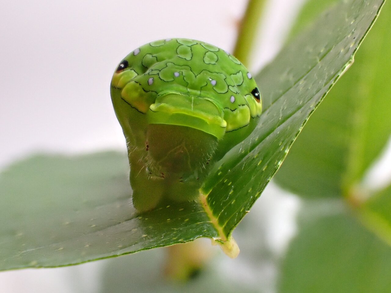 虫 カラスアゲハ幼虫が早食いで あの人を思い出した ももえの母のいぬむし生活