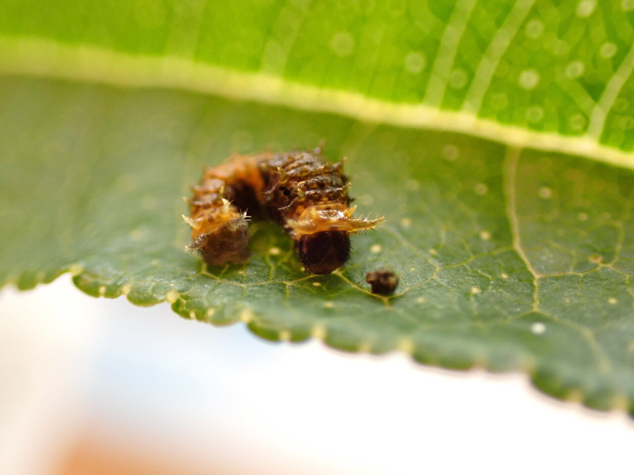 虫 クロアゲハ幼虫が ふん切れ悪かった時のこと ももえの母のいぬむし生活 虫 クロアゲハ幼虫が ふん切れ悪かった時のこと ももえの母のいぬむし生活
