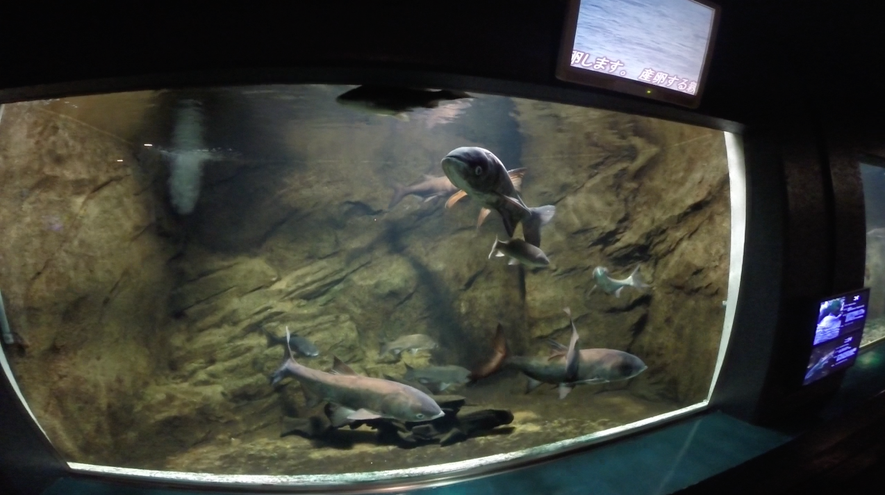 さいたま水族館 俺旅行記 たまに近所 そして犬 さいたま水族館 俺旅行記 たまに近所 そして犬