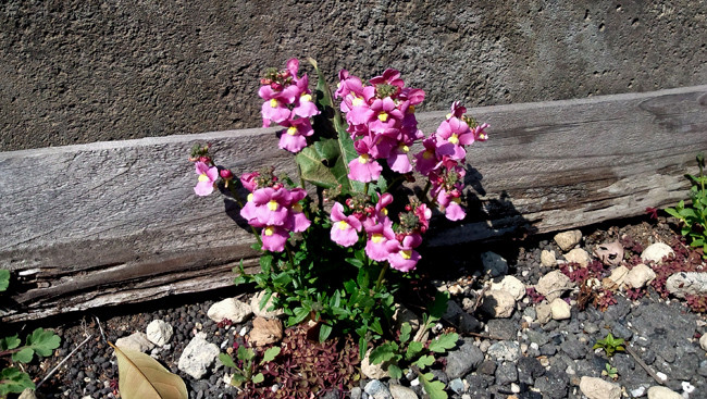 路傍の花