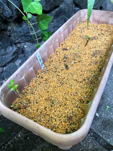 紫陽花 万華鏡の挿し木 新 ガーデニング 時々ワンコ