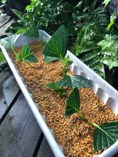 紫陽花 万華鏡の挿し木 新 ガーデニング 時々ワンコ