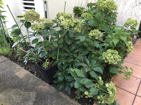 22年の紫陽花 秋色紫陽花を楽しむ 新 ガーデニング 時々ワンコ 22年の紫陽花 秋色紫陽花を楽しむ 新 ガーデニング 時々ワンコ