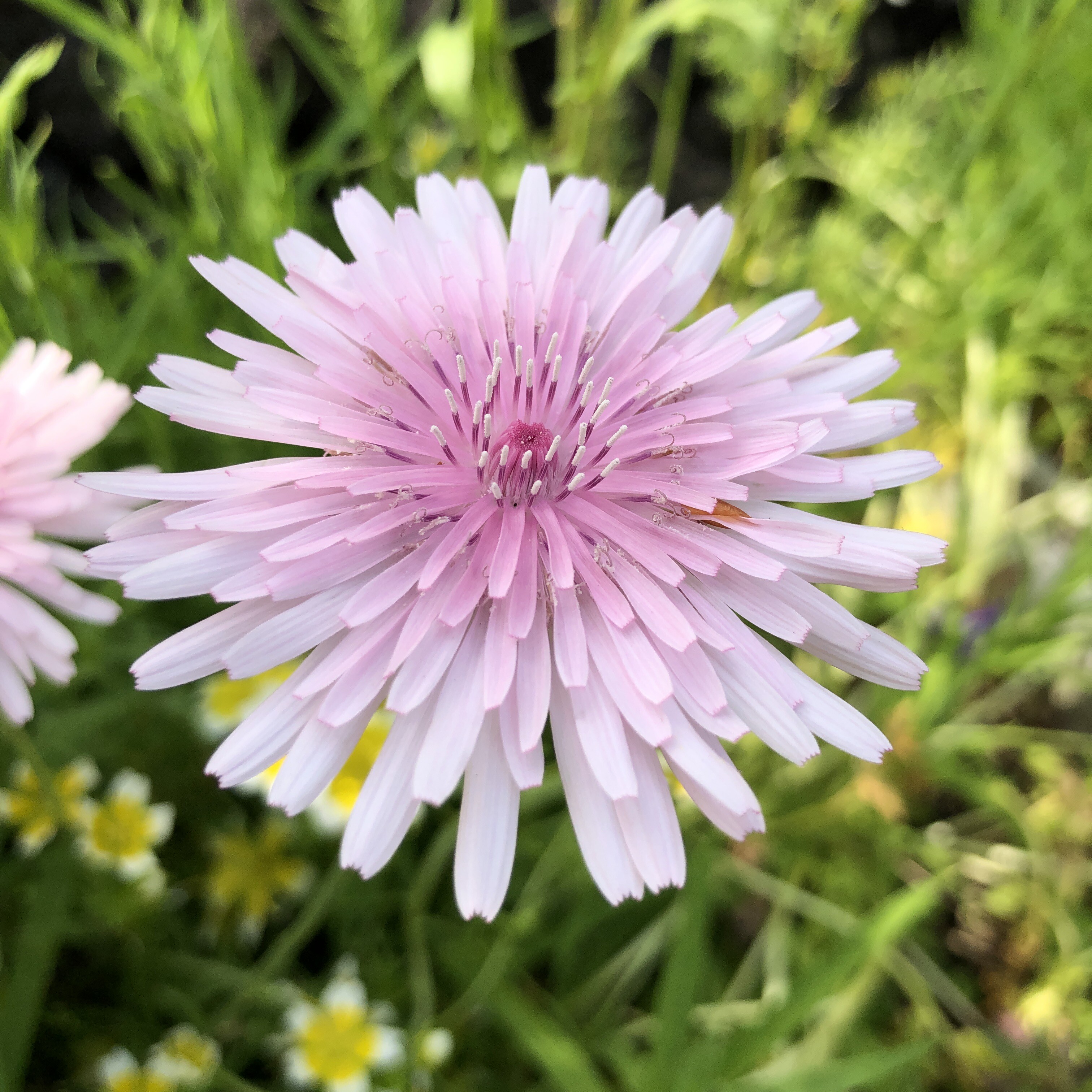 モモイロタンポポ特集 21年 春 新 ガーデニング 時々ワンコ