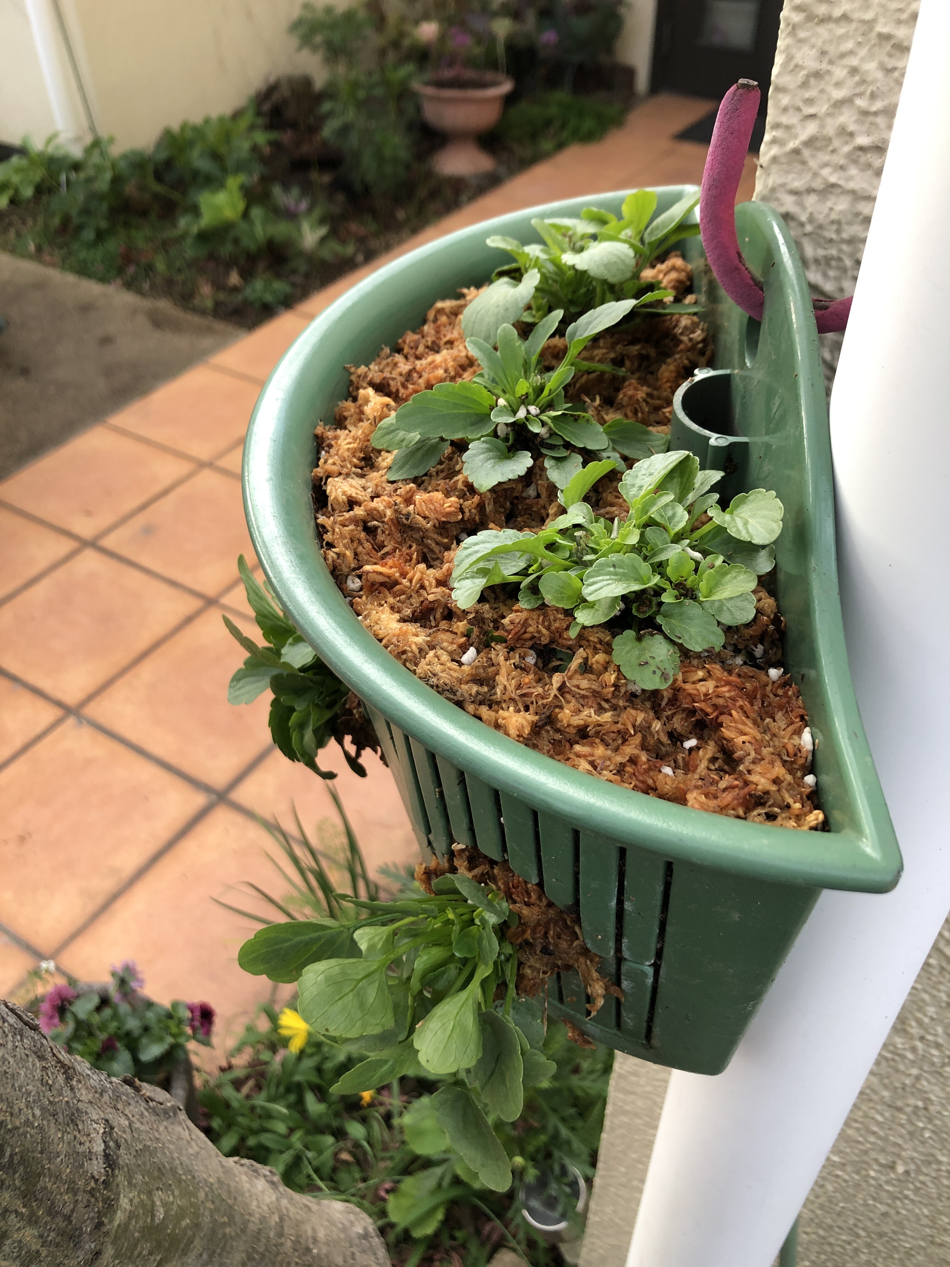 ビオラのハンギング チューリップの寄せ植え 新 ガーデニング 時々ワンコ