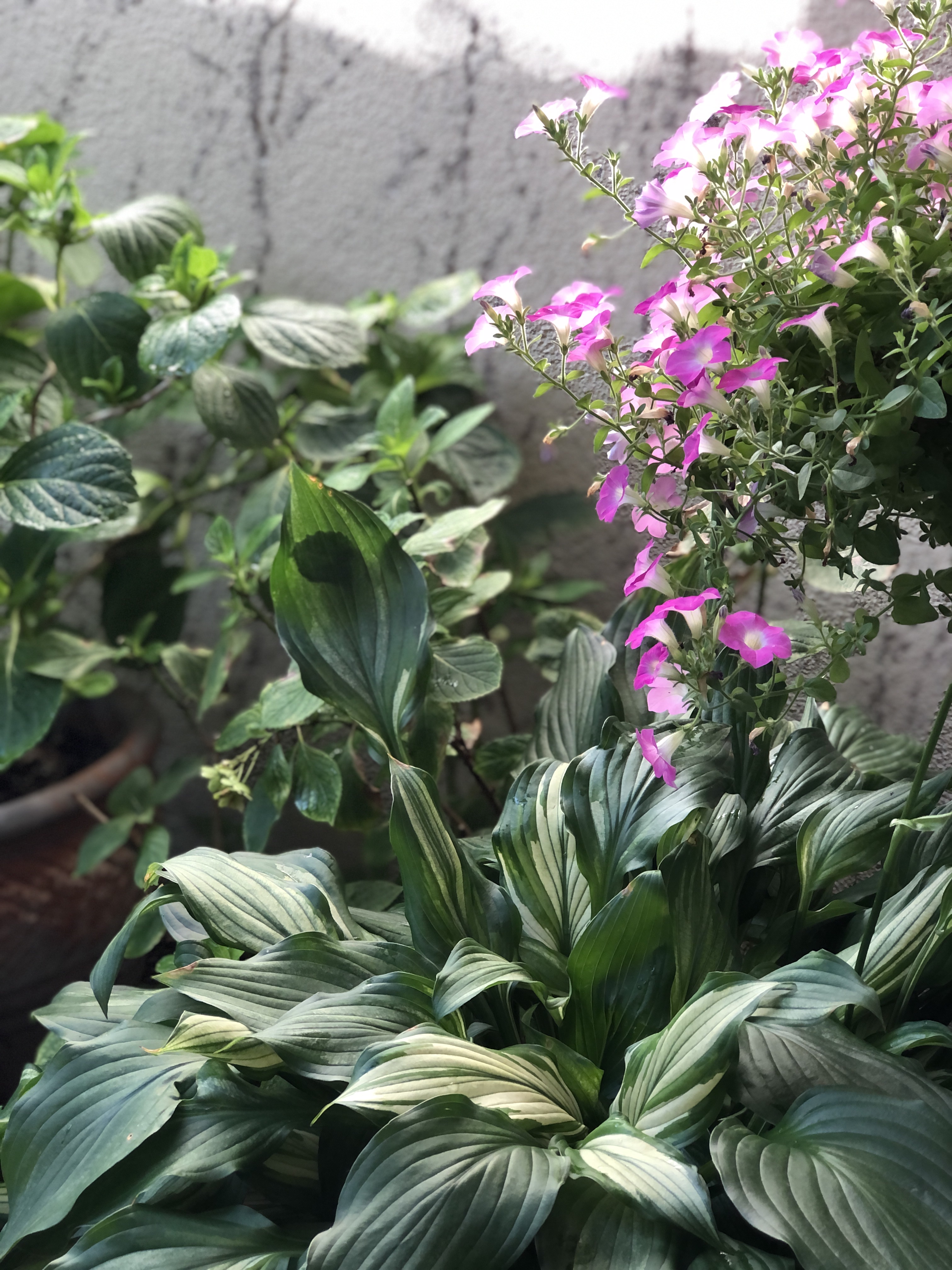 22年の紫陽花 秋色紫陽花を楽しむ 新 ガーデニング 時々ワンコ 22年の紫陽花 秋色紫陽花を楽しむ 新 ガーデニング 時々ワンコ