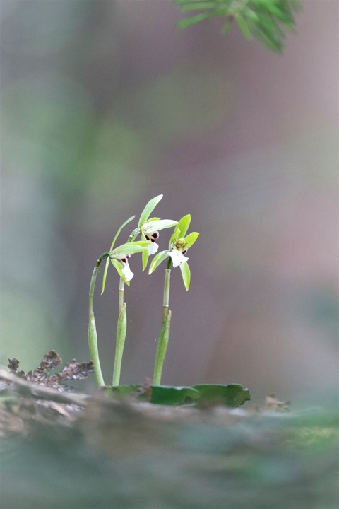 _MG_7969イチヨウラン