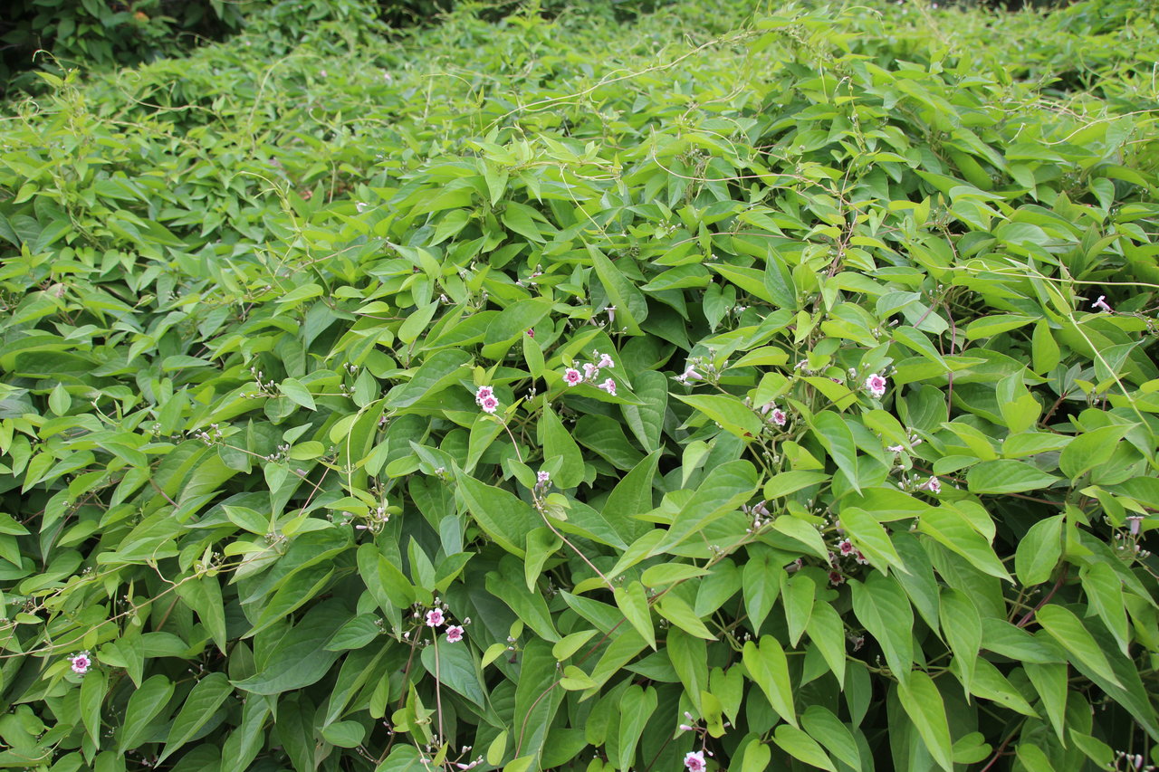 へくそかずらがすごい なーよの植物散歩 へくそかずらがすごい なーよの植物散歩