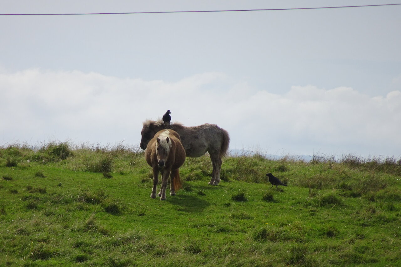 運賃はいくらですカァ なーよの植物散歩