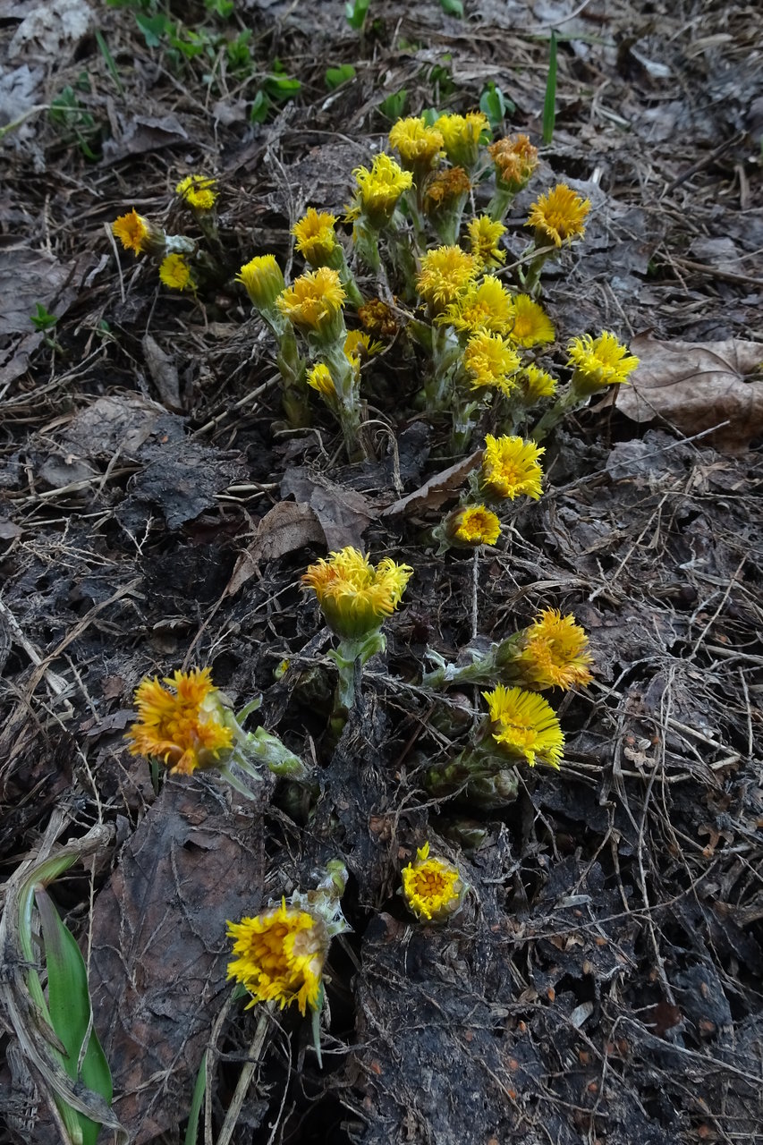 コルツフット なーよの植物散歩 コルツフット なーよの植物散歩