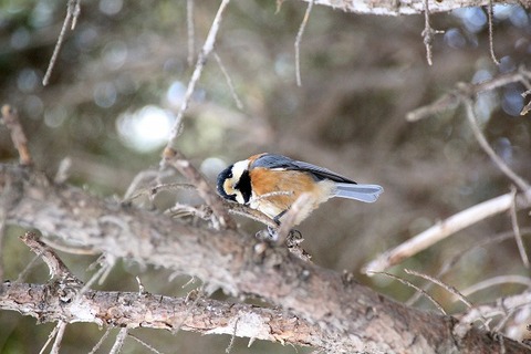IMG_3498ヤマガラ2