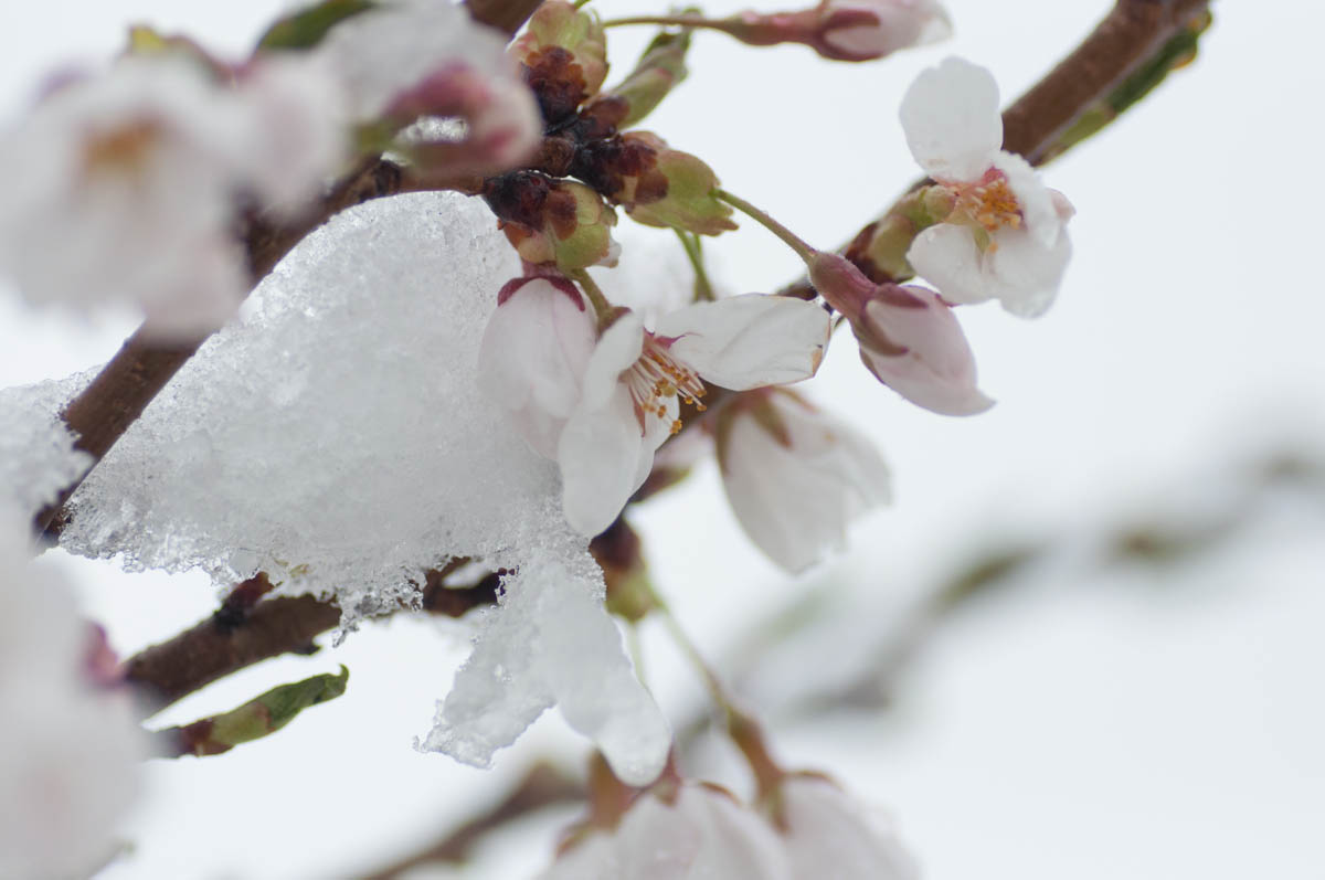 雪と桜 モモンハン日記 雪と桜 モモンハン日記