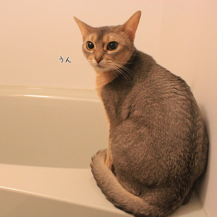 お風呂場好きな猫 : 桃猫と南国